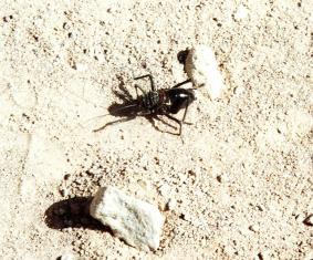 Käfer in der Wüste